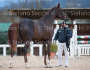 Appio Claudio Tosc Tour2013- S5 1594 : Appio Claudio, Arezzo, Cavalli d'Italia, Toscana Tour 2013, foto di Stefano Secchi ©